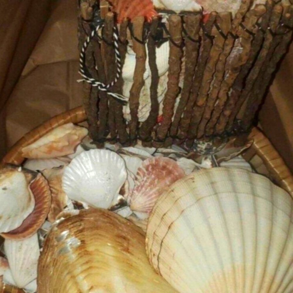Real sea shells